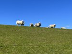 Wanderungen vorbei an weiten Wiesen  und Schafen