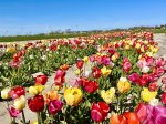 Unzählige Tulpen so weit das Auge reicht