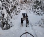 Fahrt mit den Schlittenhunden durch die schneebedeckte Landschaft
