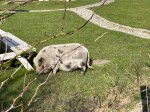 Die tierischen Bewohner Pellworms freuen sich über Besuch