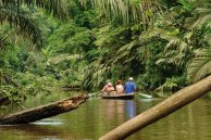 Tortuguero – Natur Pur an Costa Ricas Karibikküste