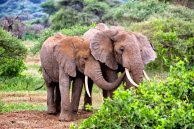 Once in a Lifetime Journey in Africa
