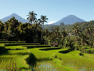 Bali Reiseterrassen
