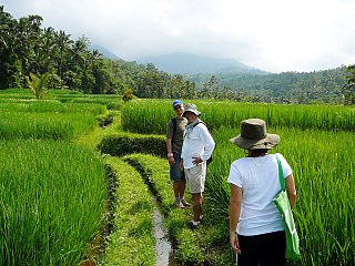 Spaziergang durch üppig grüne Reisfelder auf Bali 