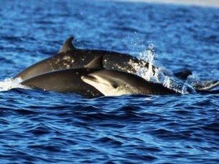 Heiter springen die Delphine im Meer