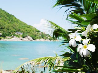 Thailand war schon immer eine pure Wellness Oase, in der Sie Massagen und eine Auszeit vom Alltag genießen können