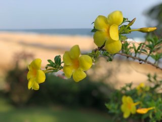 Die Blumen und Sandstrände Indiens werden Sie verzaubern