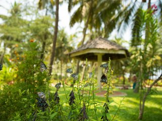 Spüren Sie die Verbundenheit mit der Natur im Sitaram Beach Retreat