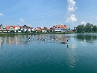 Auch diese Gänsefamilie zieht gerne ihre Bahnen auf dem idyllischen See.
