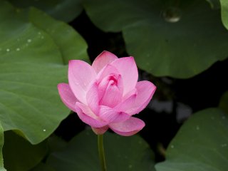 Eine Lotusblüte in ihrer vollen Schönheit