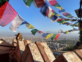 Ein Äffchen unter den bunten Fahnen Nepals mit Blick auf die Landschaft