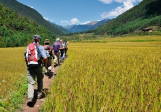 Grandiose Wandererlebnisse durch das saftig grüne Punakha Tal mit Ihrer Reisegruppe