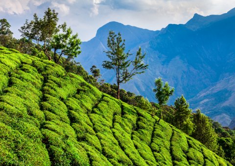 Das Grün der Teeplantagen in Indien leuchtet in der Sonne des Subkontinents