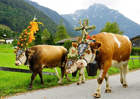 Almauftrieb in den Alpen