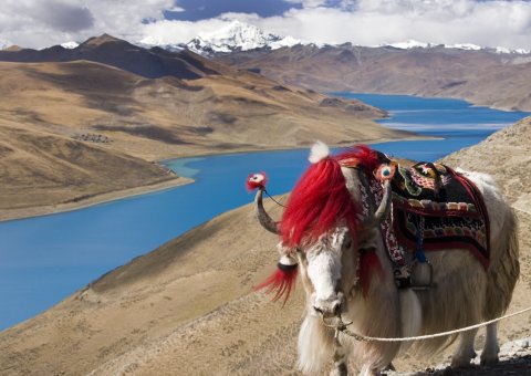 Ein Yak am Yamdrok See