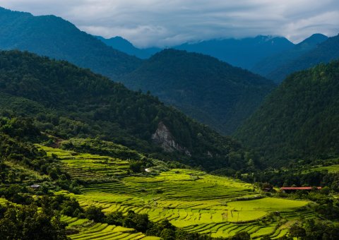 Satt grüne Wiesen im Punakha Tal