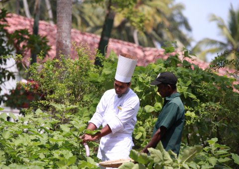 Viele Zutaten für die ayurvedischen Mahlzeiten stammen aus dem eigenem biologischem Anbau