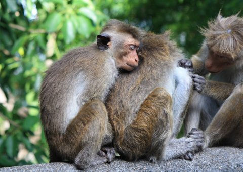 Erleben Sie die Tierwelt auf Sri Lanka hautnah - Affen in friedlicher Gemeinschaft