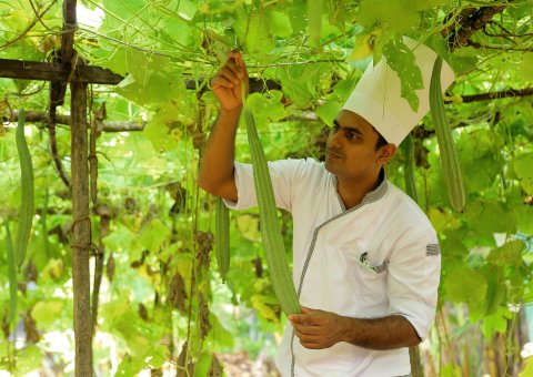 Die Lotus Villa verfügt über einen eigenen Gemüsegarten 