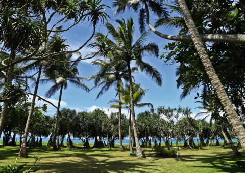 Entspannende Atmosphäre unter Palmen