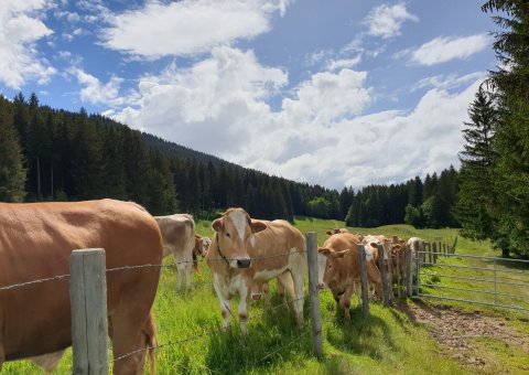 Erkunden Sie die Umgebung des Bio Seminarhaus SEINZ