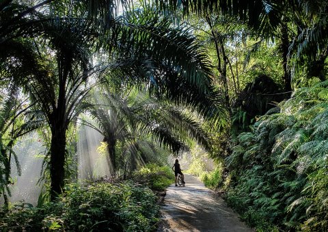 Die tropische Natur mit dem Fahrrad erkunden
