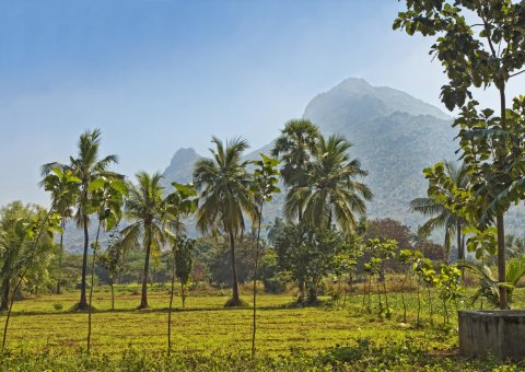 Wanderungen mit Blick auf den Berg Arunachala