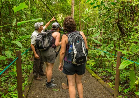 Lokale Flora und Fauna auf einer Wanderung durch den Regenwald entdecken