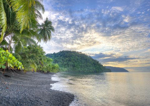 Palmen am Pazifikstrand