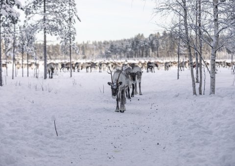Lernen Sie die heimischen Tiere in Schweden kennen