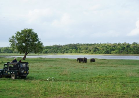 Ein Ausflug in den Minneriya National Park
