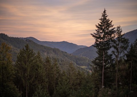 Genießen Sie die Ruhe des Waldes
