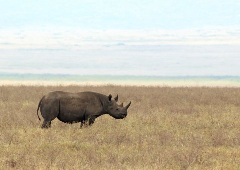 Ein Nashorn im Ngorongoro Krater