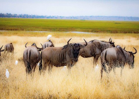 Eine Gnu Herde im tarangire Nationalpark