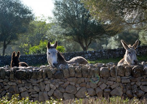 Drei neugierige Bewohner der Finca Son Mola Vell freuen sich auf Ihren Besuch