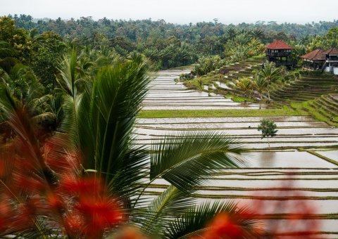 Die für Bali so typischen Reisterrassen