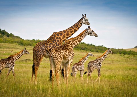 Eine Herade Giraffen im Reservat