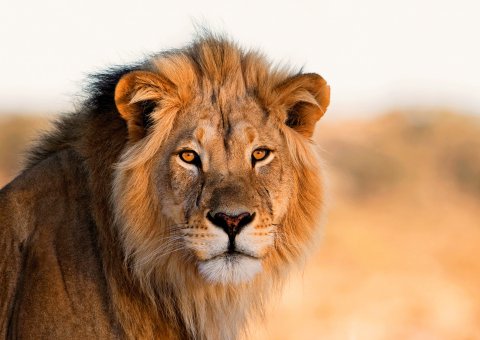 Die Tierwelt Afrikas entdecken