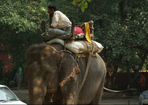 Ein Elefant auf den Straßen Delhi